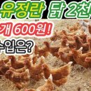 산속에토종닭 이미지