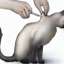 카카오N동물병원 이미지
