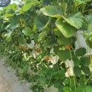 건양농장 이미지