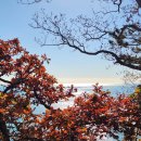 암남공원 떡갈나무 단풍(일구4토 11월 트레킹!)과 만추(晩秋)의 동래읍성... 이미지