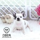 불독