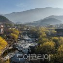 The 산수유 이미지