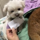 경은덴탈 이미지