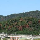 소나무 연합뉴스