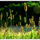 강아지풀 이미지