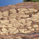 스트로마톨라이트 이미지