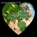 연초고등학교 | 블루베리체험 거제아이베리팜 서울근교 당일치기 농장체험 추천!
