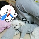 예쁘개해줄개 이미지