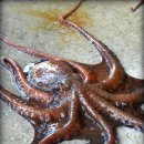 삼척해수욕장A 이미지