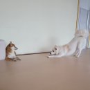 큰댕댕 개치원 이미지