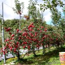 덕고개농장 이미지