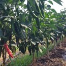 장미농원 이미지