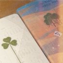 행운클로버 이미지