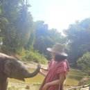 대로노모당 | 치앙마이 코끼리 체험_ 보호소 고르는 팁과 후기 feat.아기 코끼리를 만날 수 있는 곳!