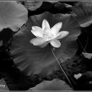 강주연못 이미지