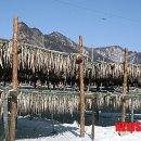 황태마을 이미지