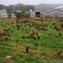 친환경 토종닭 농장 이미지
