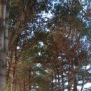 예산 황토길과 메타쉐퀘이어길 이미지