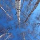 자작나무숲 이미지