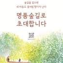 해안면 만대리 - 해안면사무소 자작나무 | [국토녹화 50주년 기념] &#39;명품숲길 50선&#39; 만나기