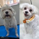 비비펫미용 네이버블로그