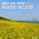 울산 슬도 유채꽃 군락지 유채꽃 축제 2025 유채찬란 페스티벌 위치 기간