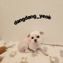 아지애견 이미지