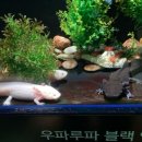 솜솜이네 이미지