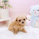 미유펫 동물병원 이미지