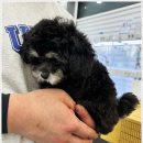 베베펫 천안 강아지분양 고양이분양 | 베베펫 천안 강아지 고양이에서 경험한 체계적인 강아지 분양 과정