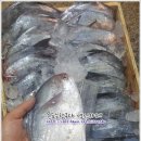 5월 24일(수) 목포는항구다 생선카페 하의수산 판매생선[ 횟감용 병어(30미), (건조)농어, 황석어, 샛돔 ] 이미지