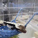 장기로 22번길 | 인피니트 게코 크레스티드 게코 도마뱀 아잔틱 입양 후기