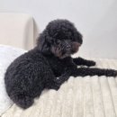 예멋 | 요즘 망고의 데일리룩!! 심플하고 고급진 카라티 추천! '예멋 강아지옷'