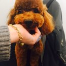 네오 동물병원 이미지