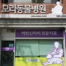 모라동물병원 이미지