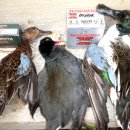 오리사냥 이미지