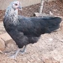 통일농장 이미지