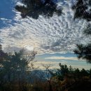 펫쓰리엘 이미지