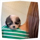 퍼피로그 강아지분양 창원점 이미지