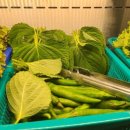 삼겹세상 영천점 | 양산맛집 연잎으로 숙성한 깊은 맛의 연막창에 다녀온 후기