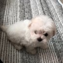 한국애견용품연구소 이미지