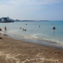 애견풀하우스 이미지