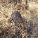 고죽1리 이미지