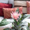 아나나스 이미지