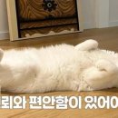 냥냥펀치 이미지