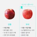 한국화 | 강원도 고랭지 사과 부사 1kg 늦가을 과일