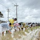 운양초교 이미지