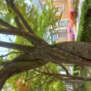 주문진성당의 단풍나무 이미지