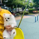단아하개 이미지