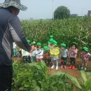 맑고향기로운연꽃동산어린이집 | 맑고향기로운연꽃동산어린이집 원생들의 옥수수 수확체험~